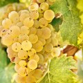 The Perfect Wines for Non-Wine Drinkers