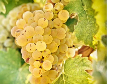 The Perfect Wines for Non-Wine Drinkers